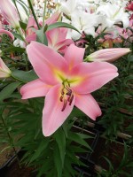 [3502 PO21 Aventino No02.JPG]